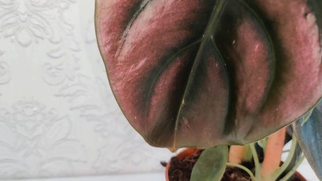 Alocasia Red Secret / Алоказия Ред Секрет 12/40 смотреть онлайн