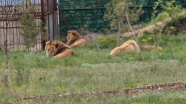 Львы из среднего прайда верны своей территории) Тайган Life of lions in Crimea смотреть онлайн