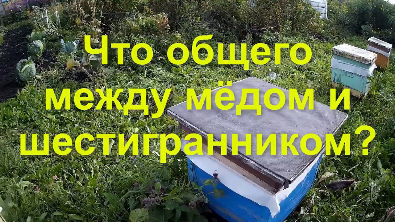 Что общего между мёдом и шестигранником? смотреть онлайн