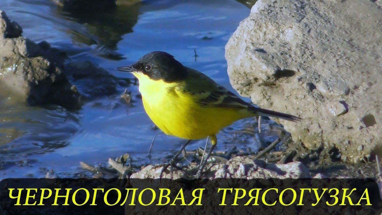 Черноголовая Трясогузка / Black-headed Wagtail / Motacilla feldegg смотреть онлайн