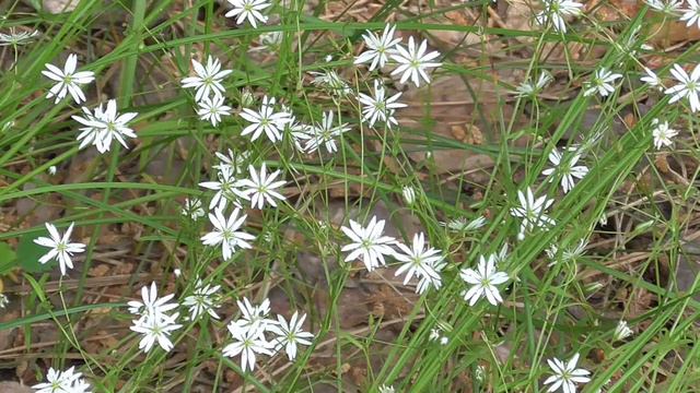 Лето. Голоса, пение птиц смотреть онлайн