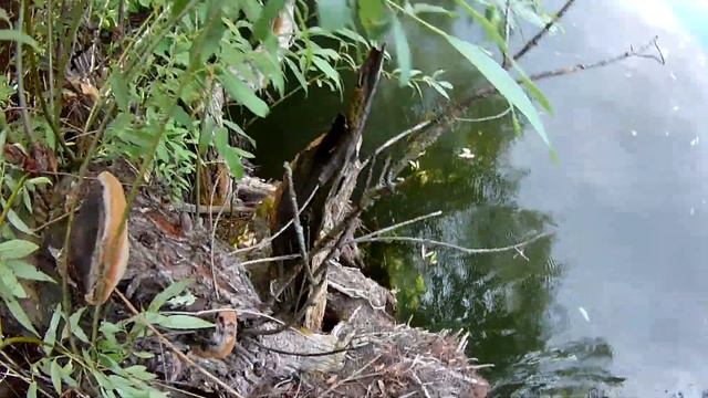 Рыбалка с рогаткой Slingshot Fishing. Очередной САЗАН на том же месте. смотреть онлайн