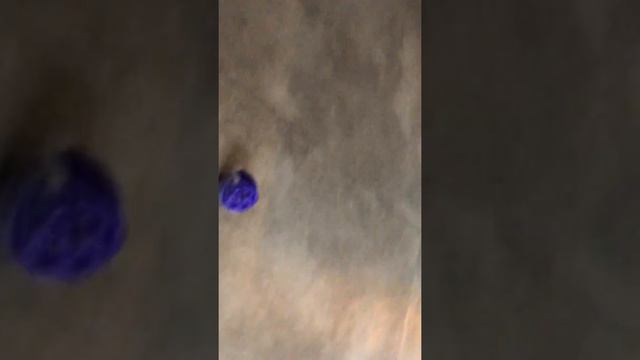 [먼지, 윙크] Munchkin & Abyssinian cat play смотреть онлайн