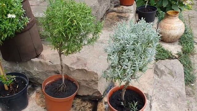 Чем спасал-обрабатывал РОЗЫ , Самарская Лидия оказалась ЛИДИЕЙ ! ) Новые покупки в наш САД . смотреть онлайн