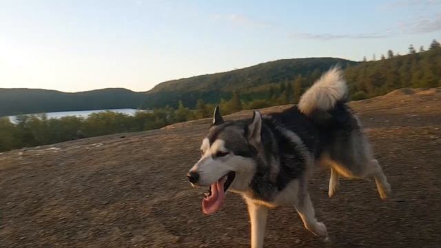Маламут с хаски. Метис 50/50. смотреть онлайн