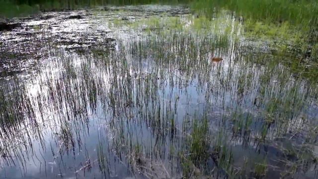 Песни земляных жаб (earthen toad sings) смотреть онлайн