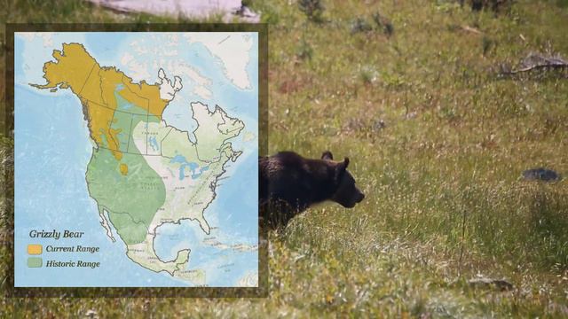 POLAR BEAR VS GRIZZLY BEAR - What if They Would Fight? смотреть онлайн