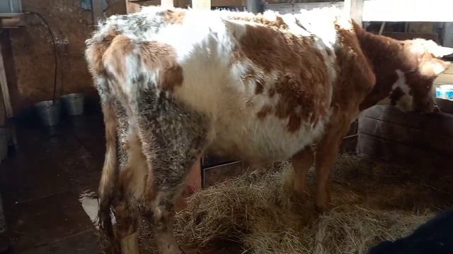 Продолжение печальной истории о нашей корове. Передродовый парез. смотреть онлайн
