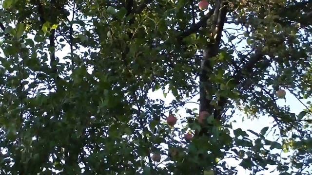 Ранние яблоки. Яблоня Мельба. Розовые яблоки. смотреть онлайн