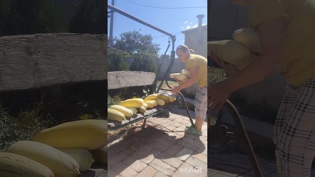 Собираю урожай