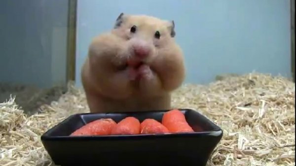 Жадный Хомяк