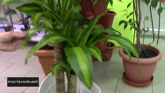 Драцена уход в домашних условиях / Драцена душистая