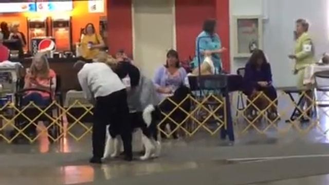 Hinote's First Puppy Match смотреть онлайн