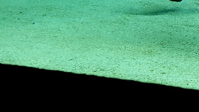 チンアナゴ( Heteroconger Hassi・ Garden Eel)も隣人と喧嘩する？