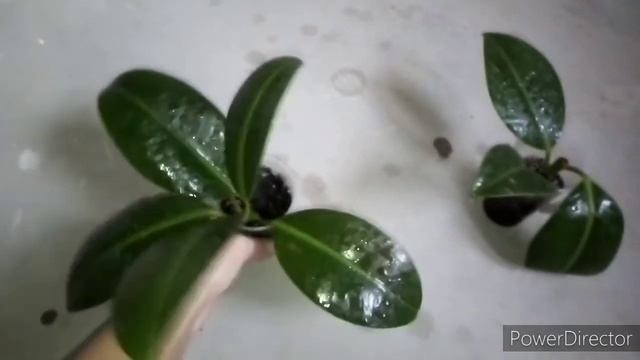 Растение с мусорки /Фикус каучуконосный "Эластика " /Развитие / смотреть онлайн