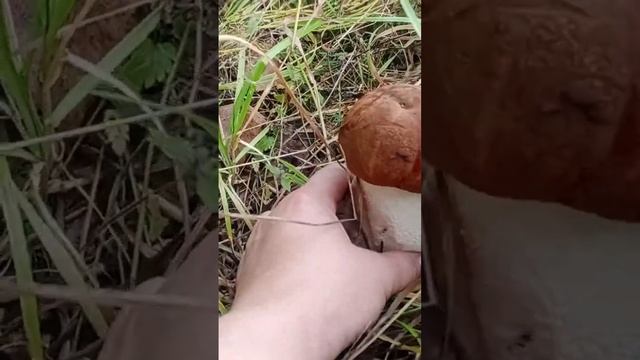 Боровик крепыш? смотреть онлайн