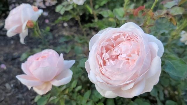 David Austin Roses | Bathsheba Ambridge | Geoff Hamilton | SoCal zone 10a смотреть онлайн