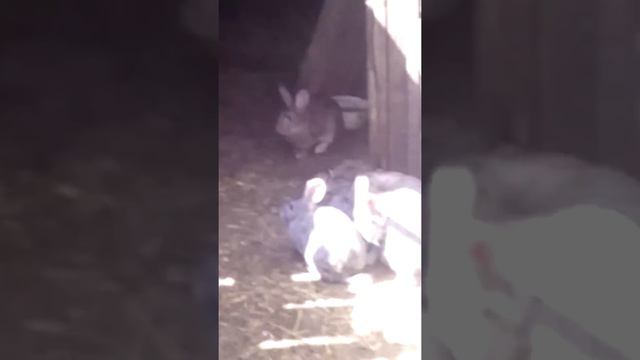 Это я в деревне . люблю животных ! смотреть онлайн