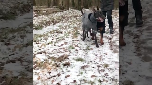 Greyhound(Грейхаунд-Английская борзая).Утро собачника! смотреть онлайн