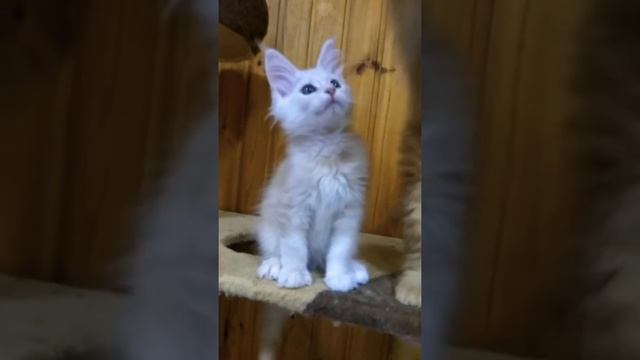 КОТЯТА МЕЙН-КУН В 2 МЕСЯЦА УШКИ С КИСТОЧКАМИ УЖЕ ВСТАЛИ смотреть онлайн