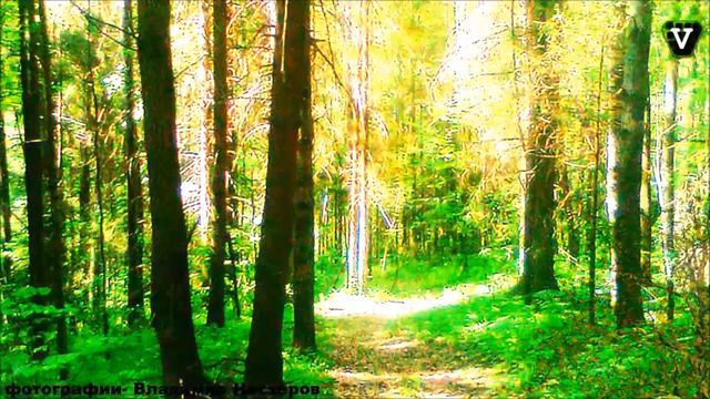 Владимир НЕСТЕРОВ - Прогулка по лесу смотреть онлайн