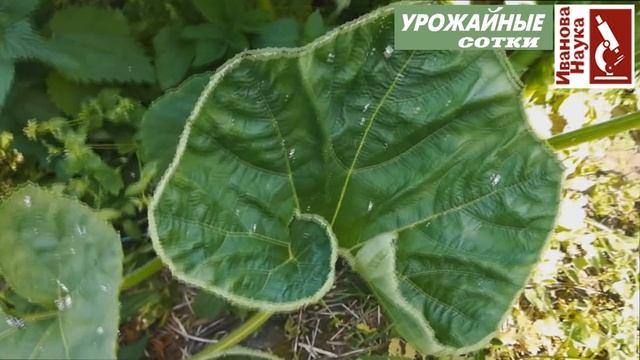 Хотите много вкусных кабачков и тыкв? Хотите! Ведь вы спрашивали об этом. Ответы прямо здесь. смотреть онлайн