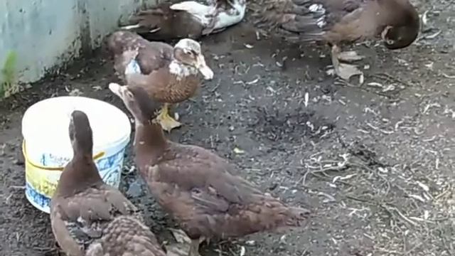 яйценоскость 🐔🥚🌾утята 🦆🦆 смотреть онлайн