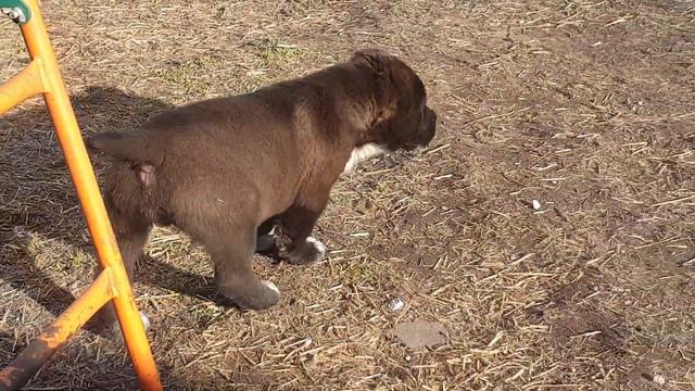 щенки алабая из питомника АЗ Марал продажа 89278137957 ватсап смотреть онлайн