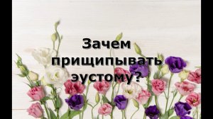 Зачем прищипывать эустому. Прищипка эустомы.