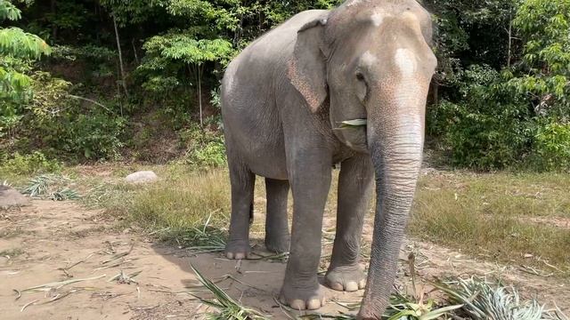 Парк слонов Bukit Elephant Park (Пхукет) смотреть онлайн