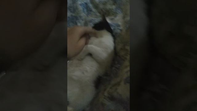 Утро кота когда я его бужу смотреть онлайн