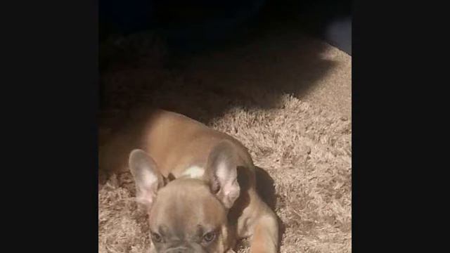lilac/fawn lQQk at these amazing dogs смотреть онлайн