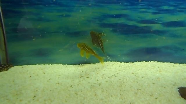 L СОМЫ БИТВА L СОМОВ. ЧАСТЬ 1 смотреть онлайн