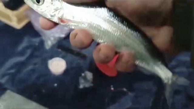 Ловим рипуса. Совместно с каналом "Павлодар Fish". смотреть онлайн