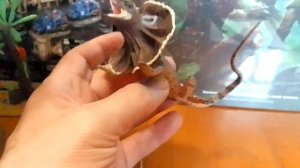 Collecta - Frillnecked lizard - Плащеносная ящерица