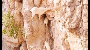 Горные козлы :)