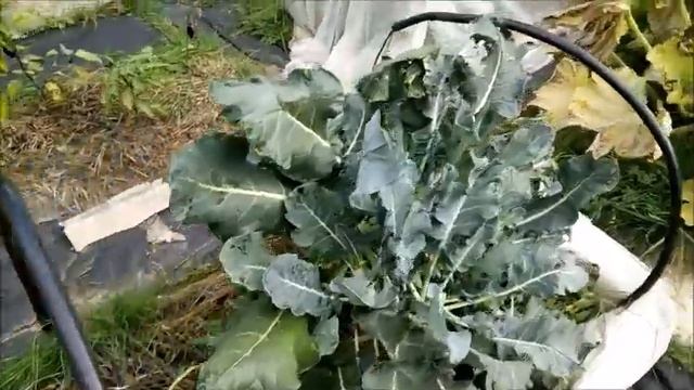 Второй урожай брокколи