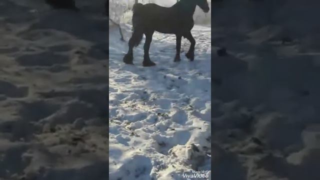 Конят Ромео в Село ОСТРОВ смотреть онлайн