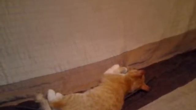 Чем кормить кошку смотреть онлайн