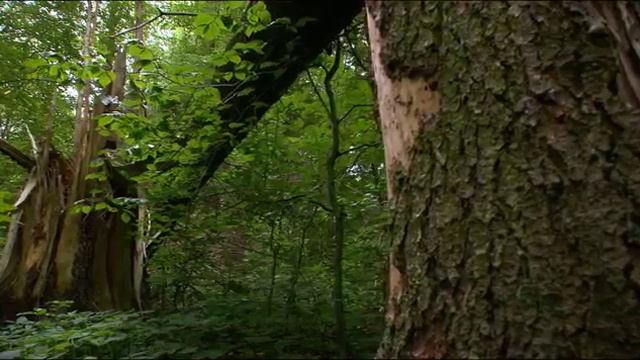 Дикая природа Германии 2 сезон 1 серия Леса Тюрингии - зеленое сердце смотреть онлайн