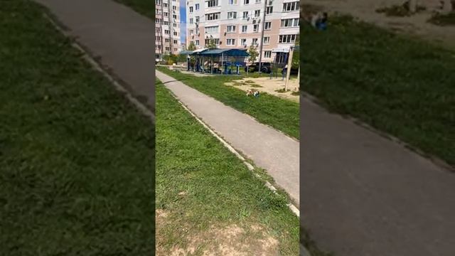 Прогулка с Честером смотреть онлайн