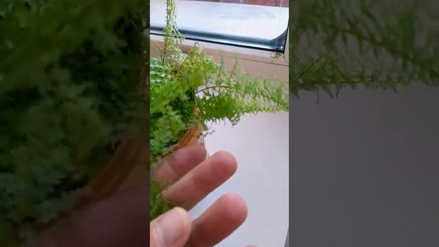 #папоротник #папоротники #цветы #цветущийсад смотреть онлайн