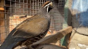 Калифорнийский перепел в домашних условиях, ближняя съёмка, california crested quail