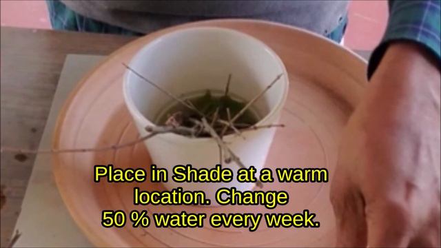 Grow Pomegranate From Cuttings in Water: Pomegranate Propagation In Water смотреть онлайн