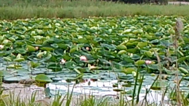 Уссурийск, междуречье, лотосы зацвели смотреть онлайн
