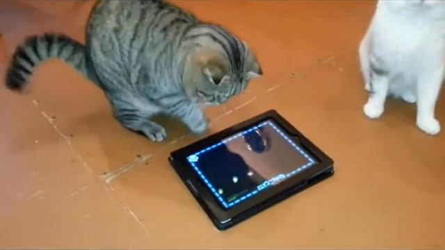 Кот и iPad смотреть онлайн