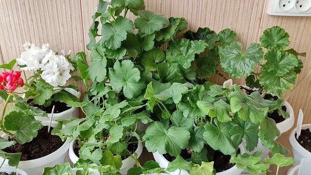 Герань Требует Фосфор и Калий смотреть онлайн