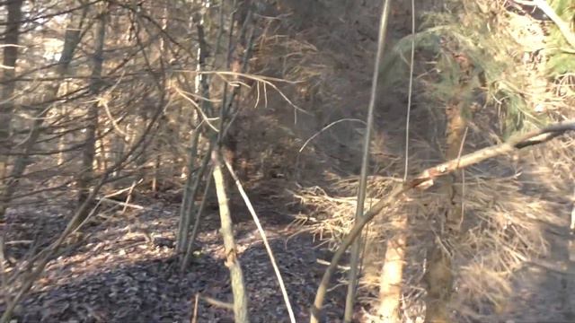 ПУЩА-ВОДИЦА: ЕЛОВЫЙ ХОЛМ (02.01.2021) смотреть онлайн