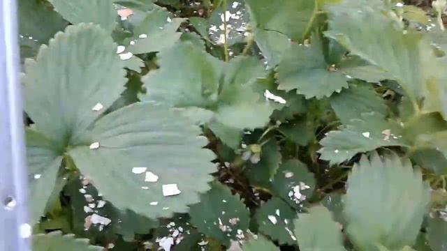 Слизни в огороде борьба без химии #огород #слизни #slugs #garden смотреть онлайн