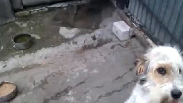 Танцующий пес смотреть онлайн